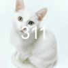 311 FL 1-2 Meetings